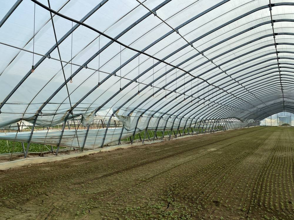greenhouse film 1