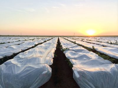 Table grape covers