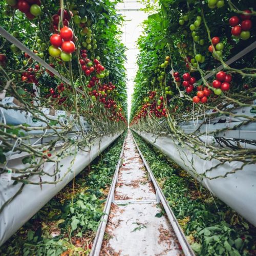 Rows of ripe cherry tomatoes growing in a greenhouse, showcasing modern agriculture methods.
